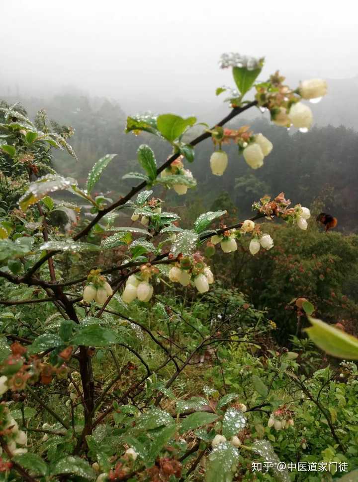 广东省适合种植蓝莓吗？探究蓝莓在广东的生长环境及前景