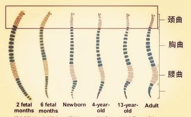 宝宝脊柱定型的成长历程，几个月内的重要里程碑
