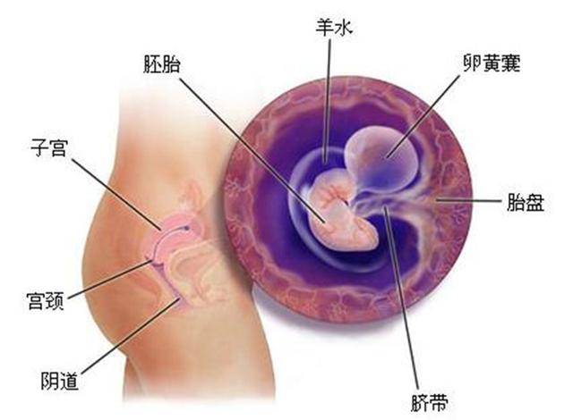 一个月的胚胎有生命吗，早期胚胎发育与生命起源的探讨